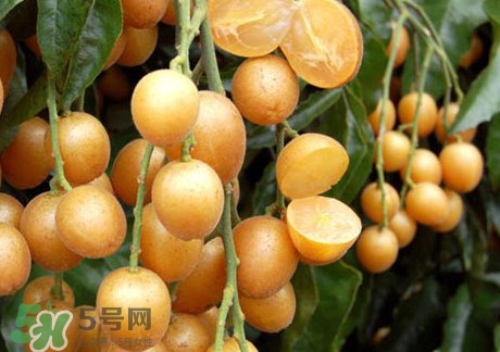黃皮果可以放冰箱嗎？黃皮果可以放多久