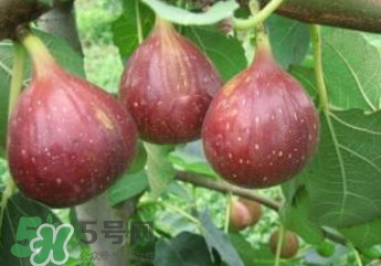 無花果什么品種最好？無花果哪種品種好吃