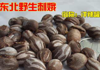 洋辣子多少錢一斤？洋辣子罐是什么
