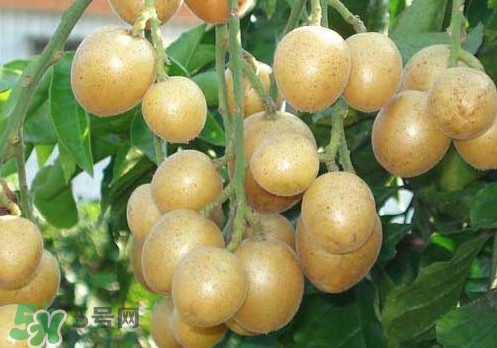 黃皮果可以放冰箱嗎？黃皮果可以放多久