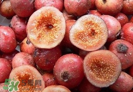 野地瓜是什么？野地瓜好吃嗎