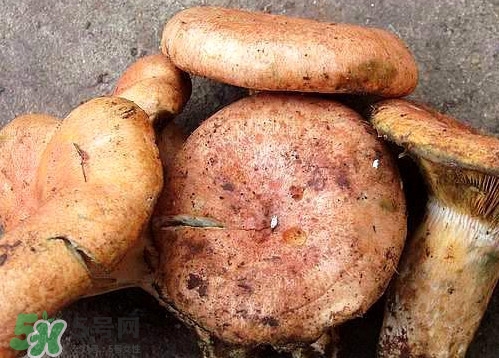 重陽(yáng)菌可以種植嗎？重陽(yáng)菌為什么不能人工種植？