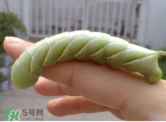 豆丹是什么？豆丹多少錢一斤？