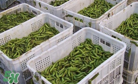 豆丹怎么吃？吃豆丹有什么好處