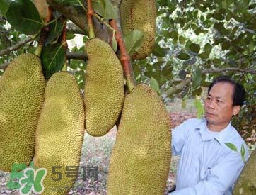 木菠蘿怎樣才算熟？木菠蘿怎么切？