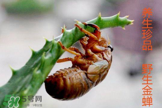知了吃什么？知了吃什么食物？
