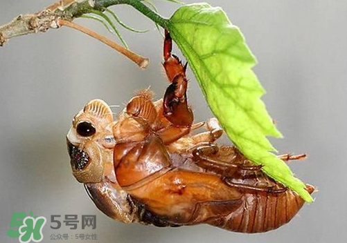 知了猴可以人工養(yǎng)殖嗎？知了猴怎么養(yǎng)殖？
