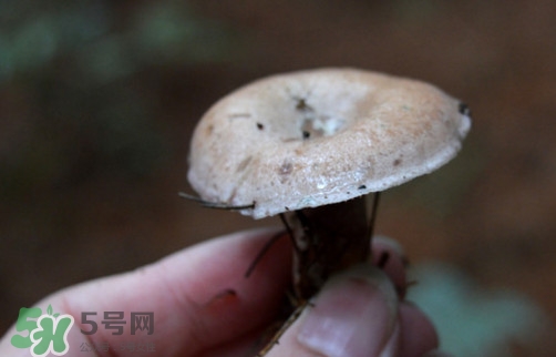 重陽菌什么時候有？重陽菌不能與什么食物一起吃