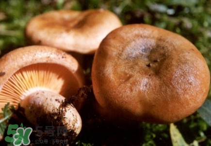 重陽菌怎么做好吃？吃重陽菌有什么好處