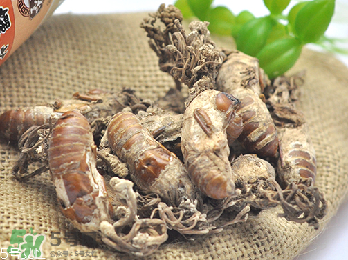 金蟬花多少錢(qián)一斤？2017金蟬花價(jià)格