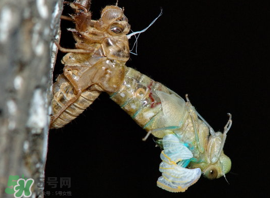 金蟬什么時候出來？金蟬什么時候出土？