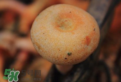 重陽(yáng)菌可以種植嗎？重陽(yáng)菌為什么不能人工種植？