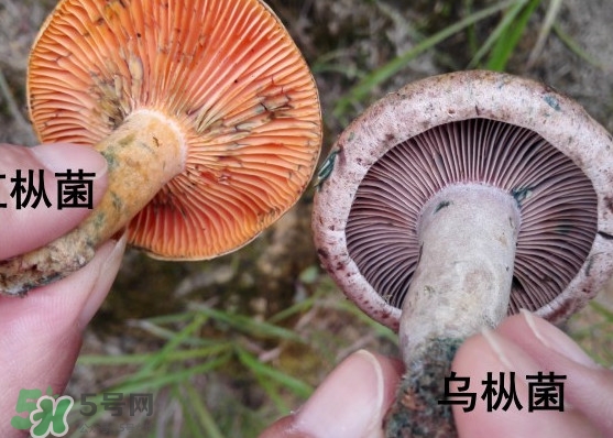 樅樹菌怎樣保存至冬季？樅樹菌能和榨菜一起吃嗎