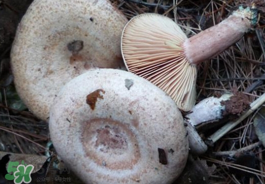 重陽(yáng)菌可以種植嗎？重陽(yáng)菌為什么不能人工種植？