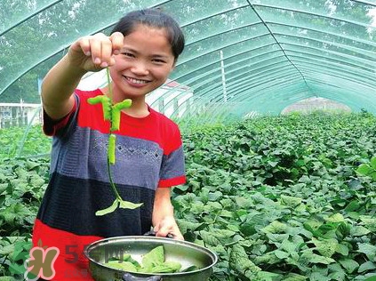 豆丹是什么？豆丹多少錢一斤？
