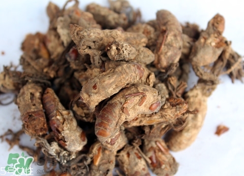 金蟬花多少錢(qián)一斤？2017金蟬花價(jià)格