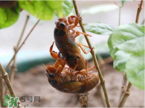 知了猴可以人工養(yǎng)殖嗎？知了猴怎么養(yǎng)殖？