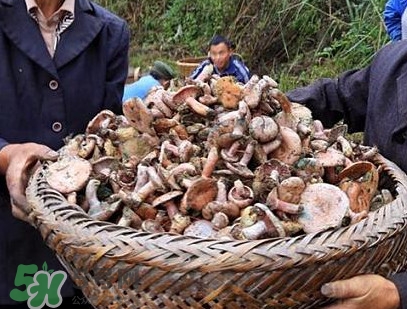 重陽菌孕婦可以吃嗎？重陽菌怎樣保存才新鮮