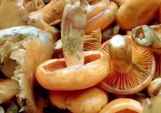 樅樹菌不能與什么同食？樅樹菌不能和什么一起吃