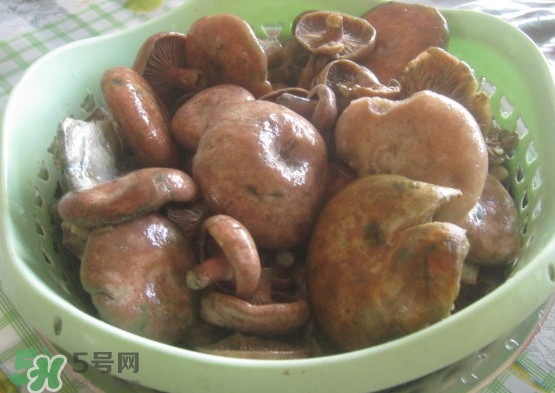 重陽(yáng)菌多少錢一斤？重陽(yáng)菌怎么清洗