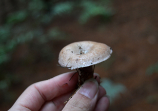 重陽(yáng)菌什么時(shí)候有？重陽(yáng)菌不能與什么食物一起吃