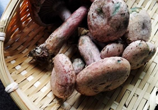 重陽(yáng)菌怎么做好吃？吃重陽(yáng)菌有什么好處