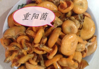重陽(yáng)菌多少錢一斤？重陽(yáng)菌怎么清洗