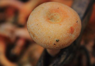 重陽(yáng)菌可以種植嗎？重陽(yáng)菌為什么不能人工種植？