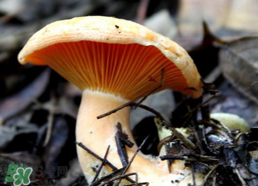 樅樹菌怎樣保存至冬季？樅樹菌能和榨菜一起吃嗎