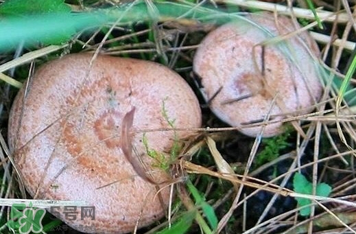 重陽(yáng)菌多少錢一斤？重陽(yáng)菌怎么清洗