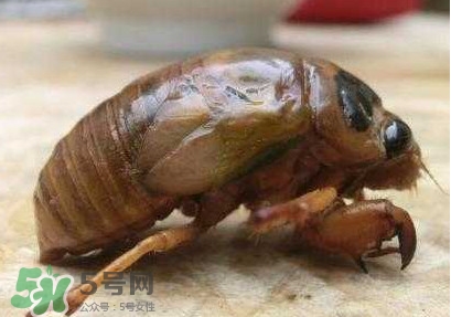 幼蟬猴多少錢一斤？幼蟬猴幾月份有