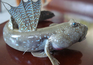 彈涂魚是兩棲動物嗎？彈涂魚營養(yǎng)價(jià)值有哪些