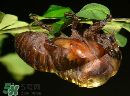 蟬蛹里面黑色的能吃嗎？蟬蛹是怎么形成的