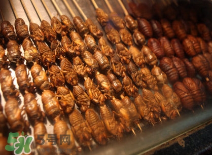 蟬蛹吃什么部位？蟬蛹都有哪些營養(yǎng)價(jià)值