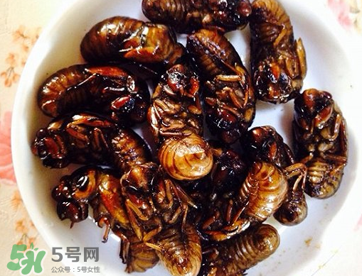 知了猴可以泡酒嗎？金蟬可以泡酒嗎？