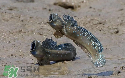 彈涂魚多少錢一斤？彈涂魚有毒嗎