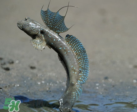 彈涂魚是兩棲動物嗎？彈涂魚營養(yǎng)價值有哪些