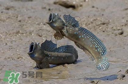 跳跳魚是什么魚？跳跳魚是不是泥鰍