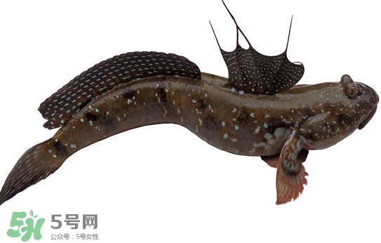 跳跳魚(yú)多少錢(qián)一斤？跳跳魚(yú)是淡水魚(yú)嗎？