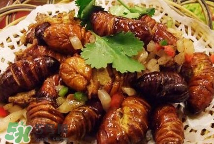 蟬蛹多少錢一斤？野生蟬蛹多少錢一斤