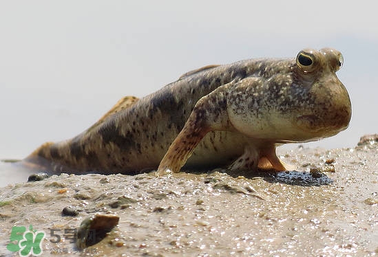 跳跳魚是什么魚？跳跳魚是不是泥鰍