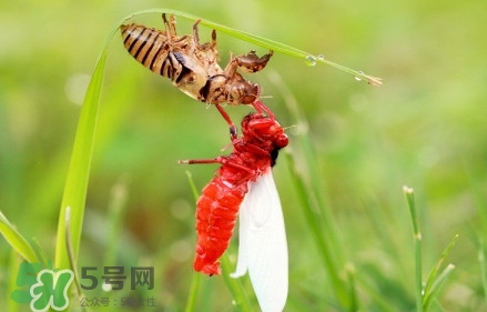 蟬蛹能吃嗎？蟬蛹怎么做好吃