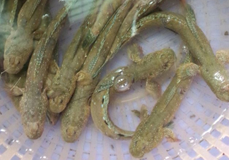 彈涂魚多少錢一斤？彈涂魚有毒嗎