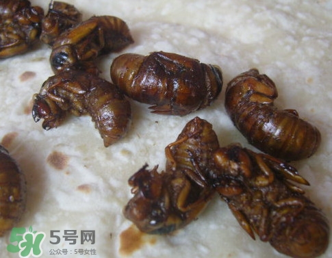 蟬蛹可以保存多長時間？蟬蛹冰凍起來能保存多久