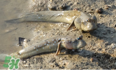 彈涂魚是兩棲動物嗎？彈涂魚營養(yǎng)價值有哪些