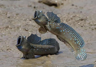跳跳魚是什么魚？跳跳魚是不是泥鰍