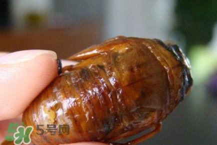 幼蟬猴怎么抓？幼蟬猴什么時(shí)候抓最好