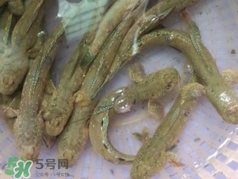 跳跳魚怎么做好吃？跳跳魚的最好吃做法