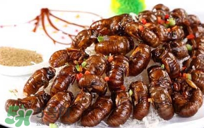 蟬蛹可以多吃嗎？蟬蛹多吃會(huì)怎么樣？