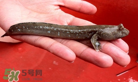 彈涂魚怎么吃？彈涂魚怎么燒好吃